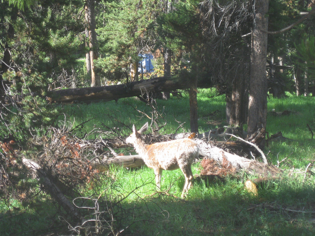 Yellowstone National Park - July 6, 2010