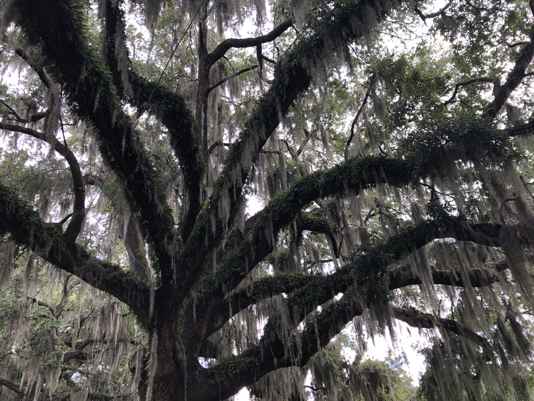Featured image of post Exploring Savannah, Georgia: 22 squares, mossy oaks and Southern eats - June 28-30, 2021