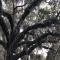 Exploring Savannah, Georgia: 22 squares, mossy oaks and Southern eats - June 28-30, 2021